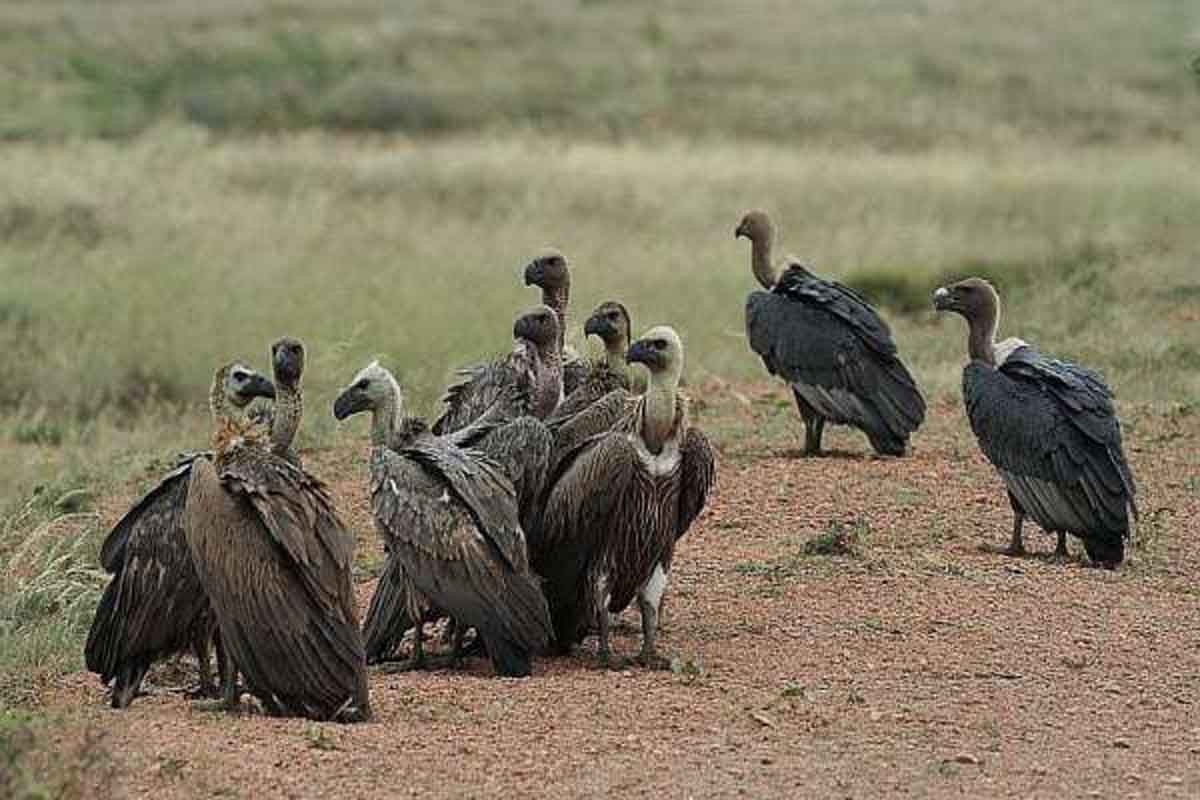 गिद्धको सङ्ख्या घटेकामा चिन्ता