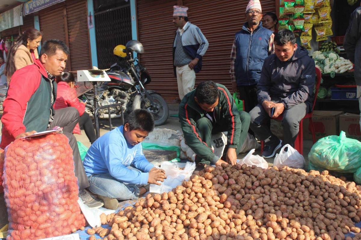 अर्गलीमा ‘आलु प्रवर्धन’ महोत्सव