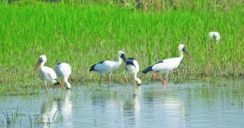 जलपन्छी : गणना हुन्छ, संरक्षण हुँदैन