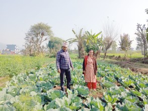 वडाध्यक्ष पोखरेलको लोभलाग्दो कृषि कर्म