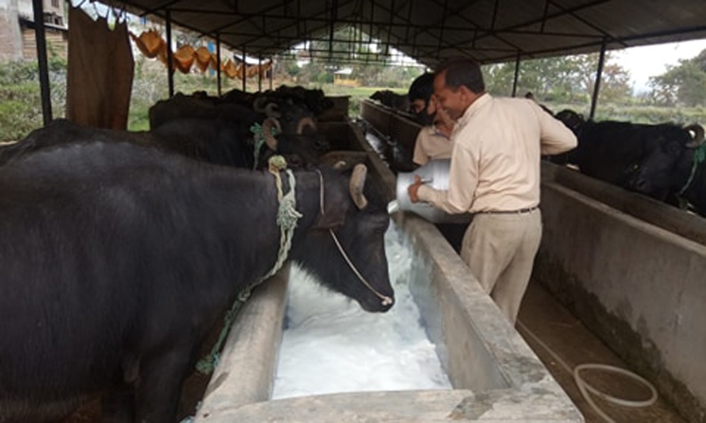 कोरोनाको कहर : दुध नबिकेपछि भैसीलाई खुवाउदै कृषक