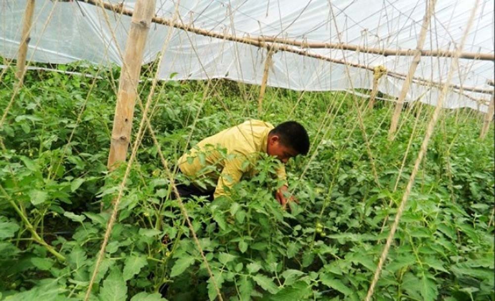 बन्दाबन्दी : कृषिमा सक्रिय बन्दै पाल्पाका युवा