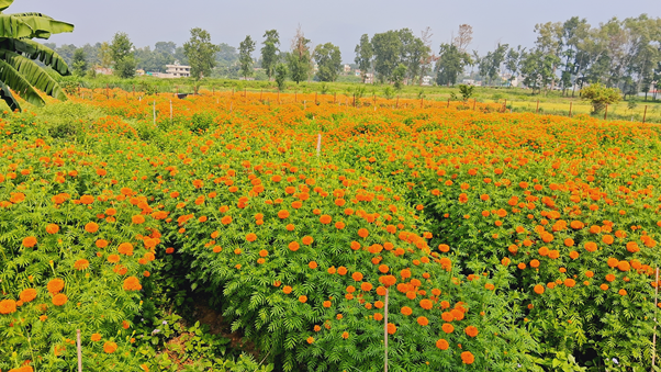 तिहारका लागि फूल तयार