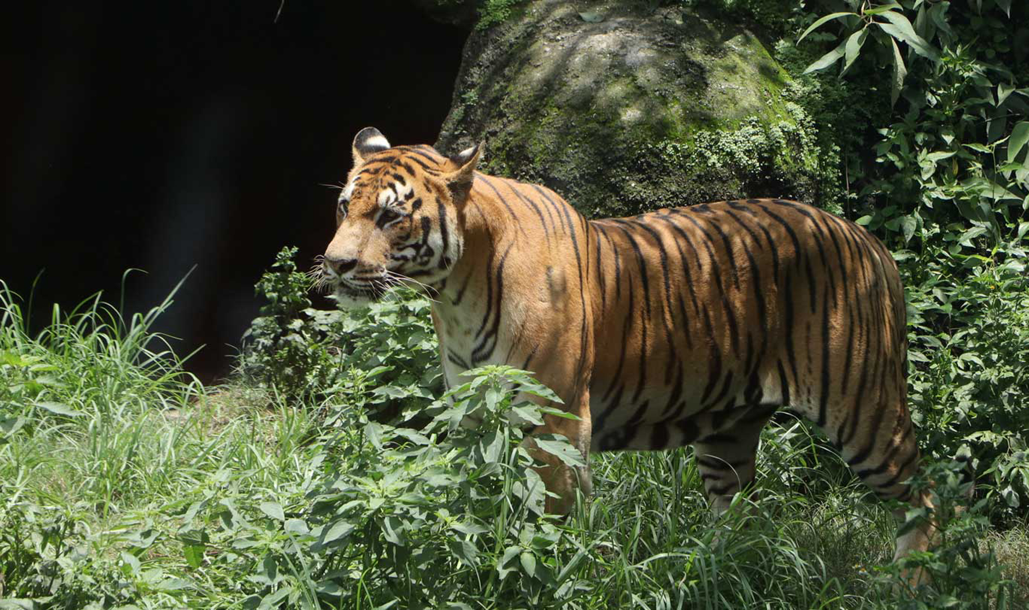 आज विश्व बाघ दिवस मनाइँदै