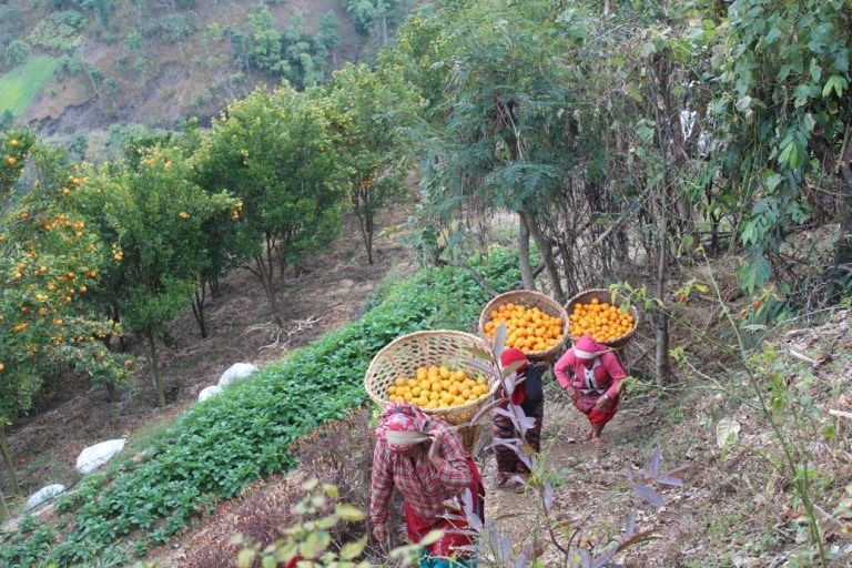 सुन्तला खेतीबाट फेरियो बस्ती