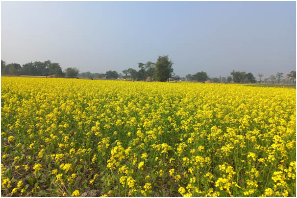 एउटै पालिकामा २५ सय बिघामा तोरी खेती    