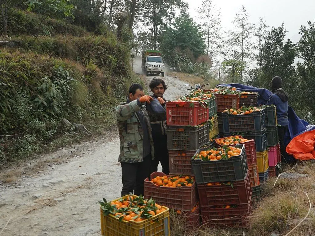 म्याग्दीमा सुन्तला उत्पादन २५ प्रतिशतले बढ्यो